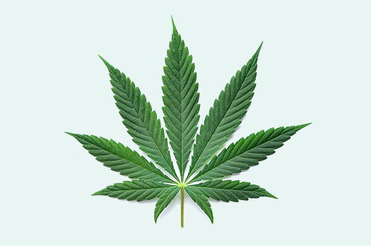 Marijuana leaf over light green background