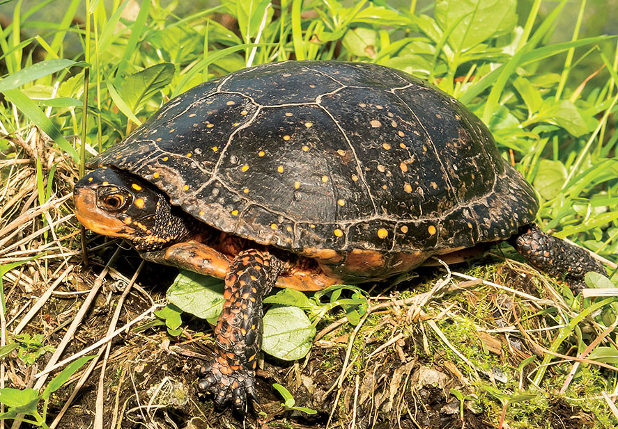 The Secrets of Black Rock Forest | Columbia Magazine