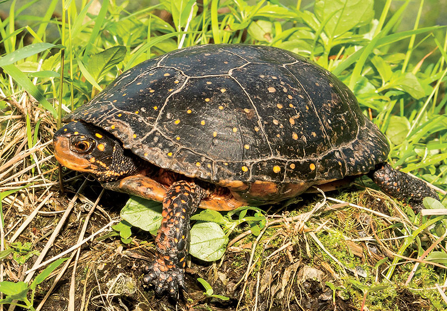 A spotted turtle