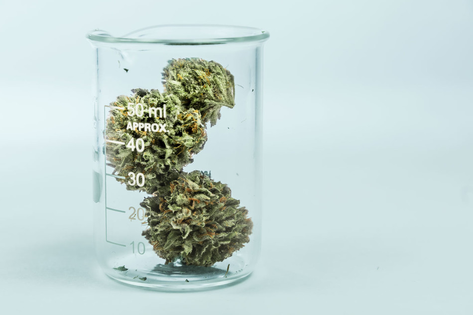 marijuana in a beaker