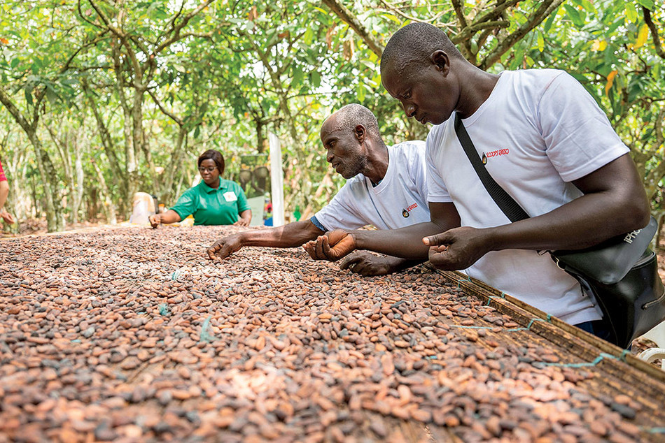 Farmers sorting cocoa beans in the Ivory Coast