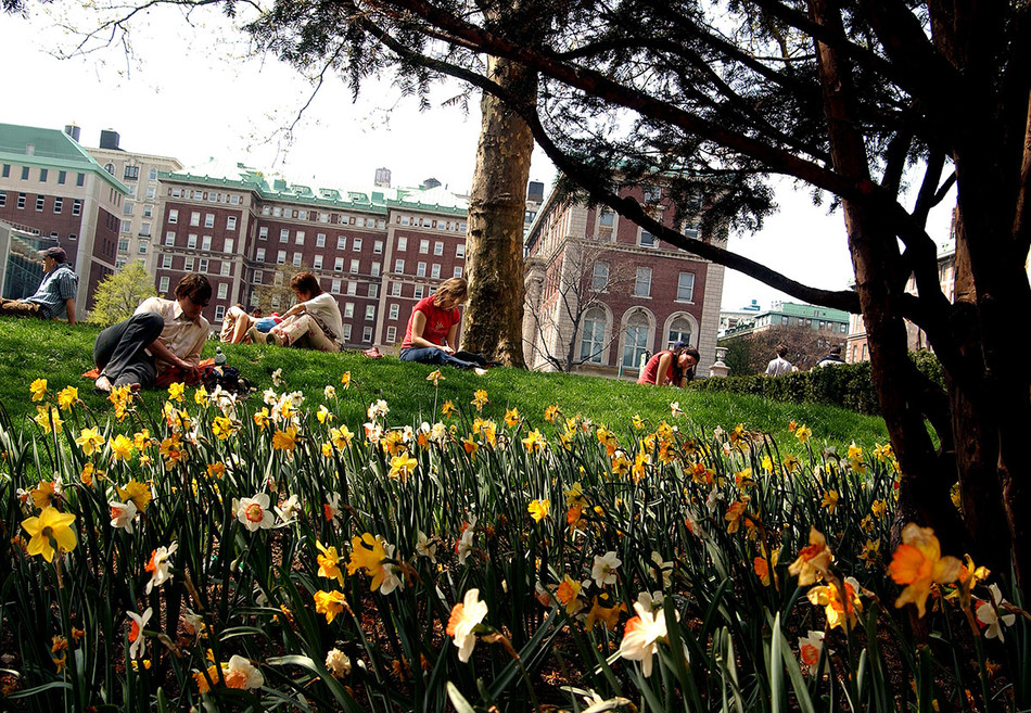 Students studying on a lawn at Columbia University with daffodils in foreground