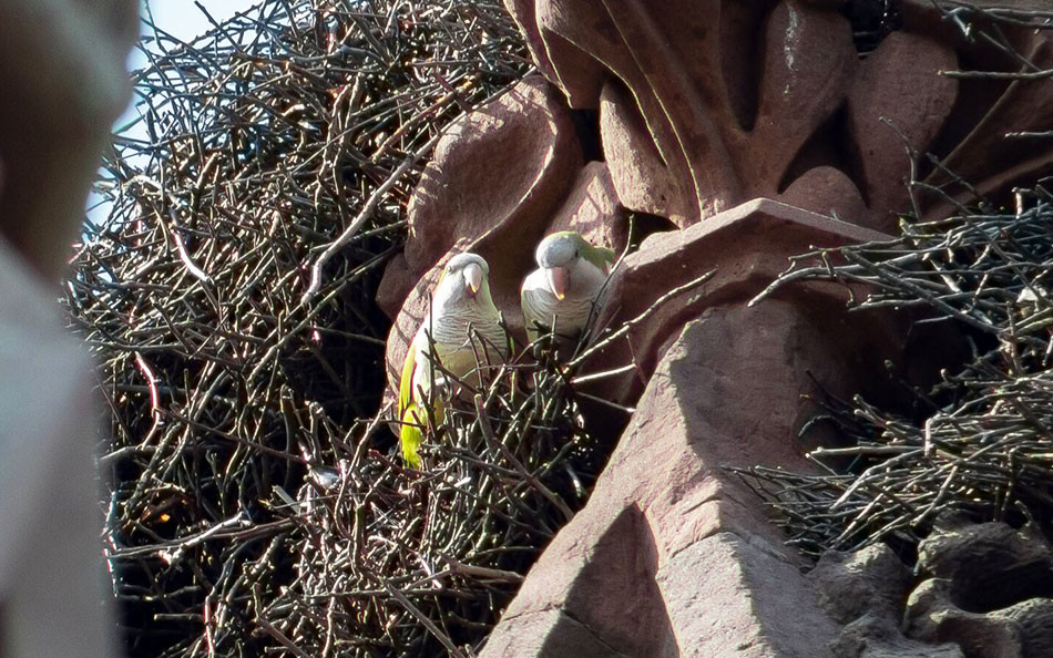 monk parakeets in Green-Wood Cemetery