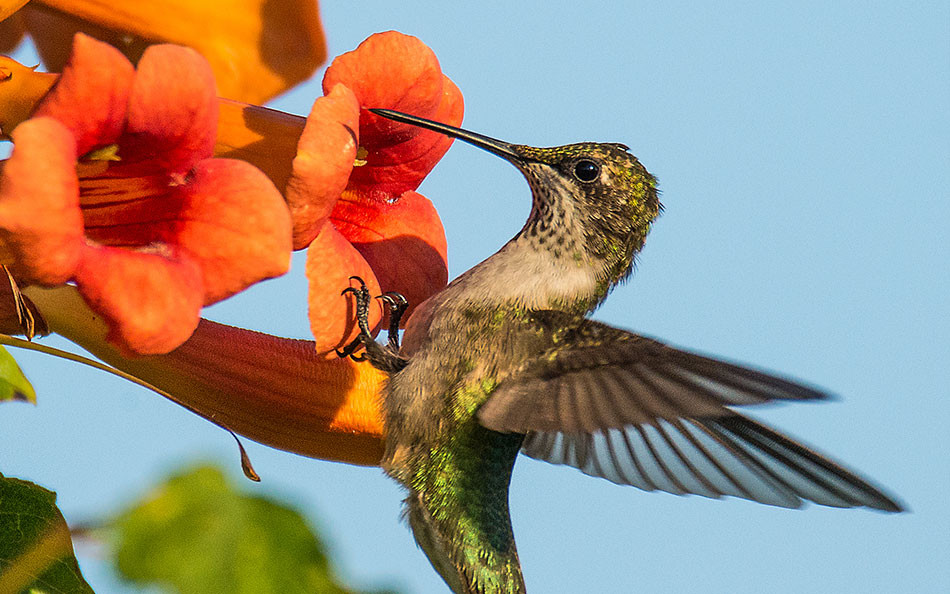 A ruby-throated hummingbird