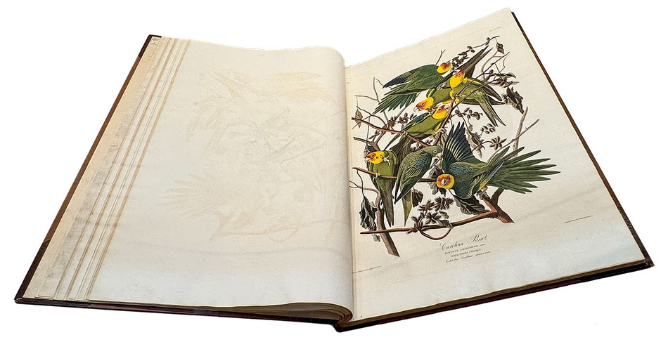 John James Audubon’s The Birds of America