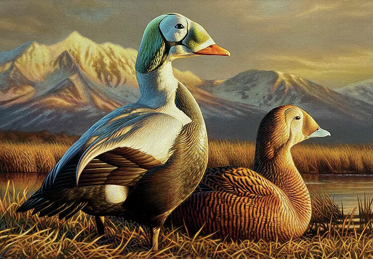 “Arctic Watch,” a portrait of spectacled eiders by Adam Grimm, placed first in the 2025 Federal Duck Stamp art contest