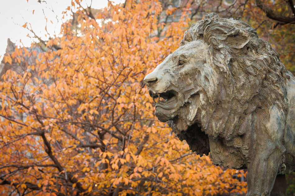 Photo of Columbia Lion