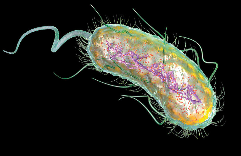An illustration of E. coli