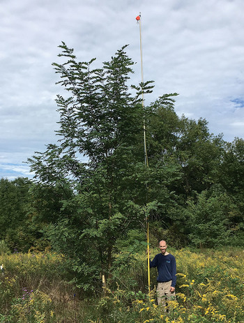 Columbia professor Duncan Menge measures a black locust tree at Black Rock Forest