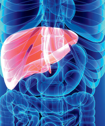 A liver in a diagram of a body